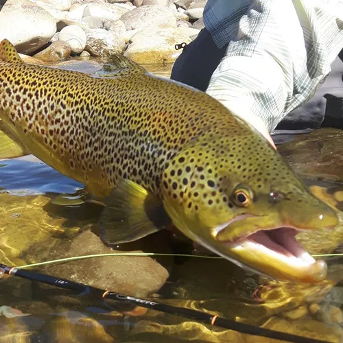 2024 Bow River Guided Trip